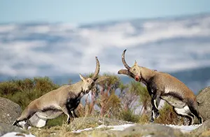 Charging: SPANISH IBEX - males fighting, facing each other