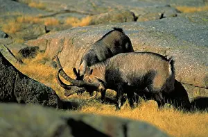 Confronation: Spanish Ibex - Males in rut fighting