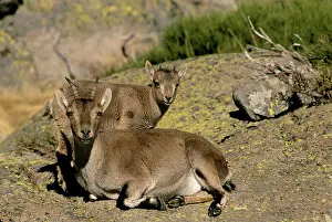 Victoriae: Spanish Ibex - Mother and Young