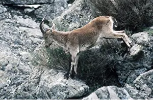 Agility: SPANISH IBEX - stepping across rocks
