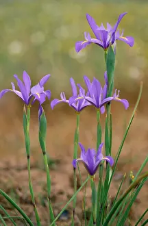 Irises: Spanish IRIS