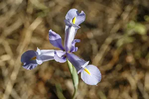 Iris: Spanish Iris - flower on forest -