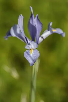 Iris: Spanish Iris - flower on forest - National Park