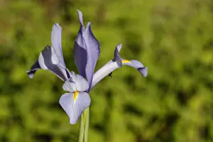 Iris: Spanish Iris - flower on forest Spanish Iris - flower