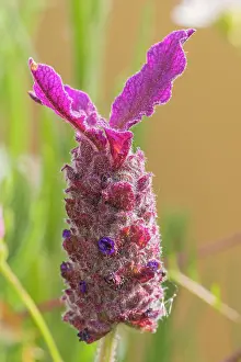 Cycle: Spanish Lavender, Lavandula stoechas Papillon, flower