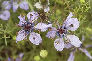 Mists: Spanish Love-in-a-mist