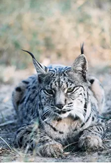 Cork: SPANISH LYNX