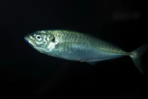 Mackerels: Spanish Mackerel