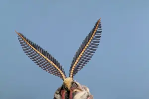 Moons: Spanish Moon Moth - Antennas of the male