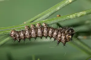 Moons: Spanish Moon Moth - Caterpillar
