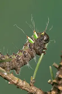 Moons: Spanish Moon Moth - Caterpillar eating a needle of a pine