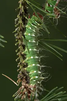Graellsia: Spanish Moon Moth - caterpillar of the hybridisation