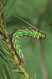 Moons: Spanish Moon Moth - Caterpillar (L5) eating a needle of pine