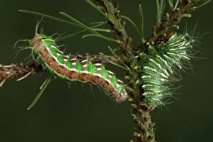 Graellsia: Spanish Moon Moth - Caterpillars of Actias dubernardi