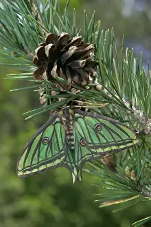 Moons: Spanish Moon Moth - Female on the cone of a pine