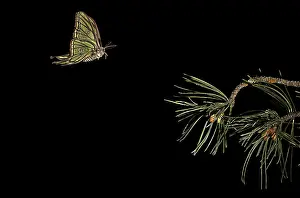 Pinus: Spanish moon moth (Graellsia isabelae) male in flight