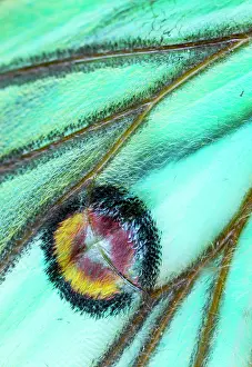 Isabella: Spanish moon moth (Graellsia isabella, detail of