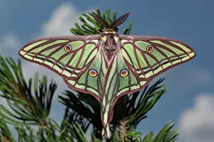 Graellsia: Spanish moon moth (Graellsia isabellae)