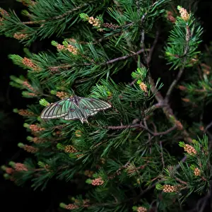 Coniferales: Spanish moon moth (Graellsia isabellae) on Pine