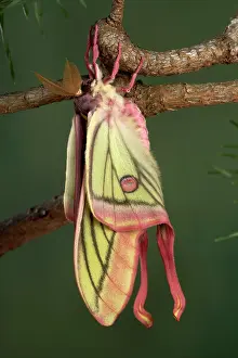 Graellsia: Spanish Moon Moth - Hybridization Grasiella isabellae