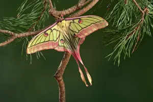 Graellsia: Spanish Moon Moth - Hybridization Grasiella isabellae