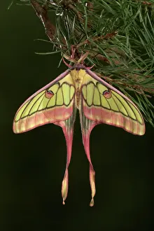Graellsia: Spanish Moon Moth - Hybridization Grasiella isabellae