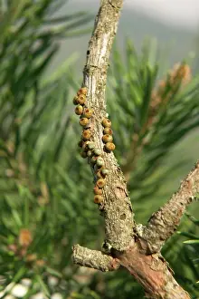 Moons: Spanish Moon Moth - laying eggs onto a twig of a pine