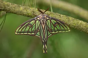 Moons: Spanish Moon Moth - Male