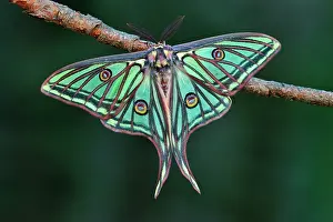 Graellsia: Spanish Moon Moth male