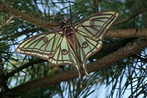 Moons: Spanish Moon Moth - Male on a pine