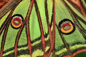 Graellsia: Spanish Moon Moth wing detail