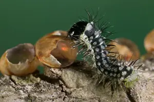 Moons: Spanish Moon MOTH - young caterpillar eating its egg