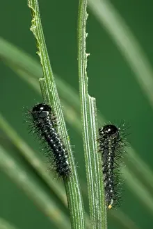 Moons: Spanish Moon MOTH - young caterpillars