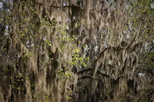 Usneoides: Spanish moss