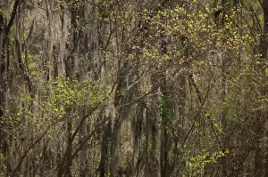 Usneoides: Spanish moss