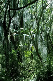 Mosses: Spanish MOSS