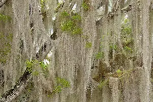 Usneoides: Spanish Moss / Air Plant epiphytic on Wild Tamarind