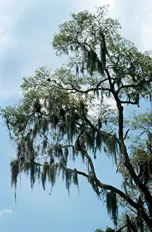 Mosses: Spanish MOSS - on tree