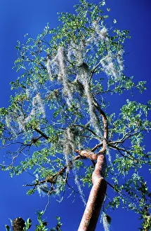 Usneoides: Spanish Moss - on trees