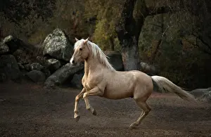 Palomino: Spanish Palomino Stallion, Andalusia, Spain, Europe