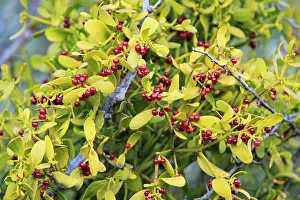 Berried: Spanish or Red Berried Mistletoe - ripe berries