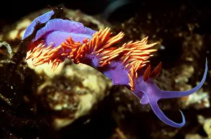 Nudibranches: Spanish Shawl Nudibranch / Sea Slug