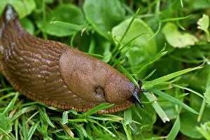 Arion: Spanish slug (Arion lusitanicus). Denmark in August