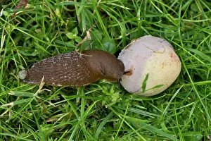 Arion: Spanish slug (Arion lusitanicus). Denmark in August