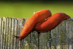 Slugs: Spanish slugs (Arion lusitanicus), Schleswig-Holstein