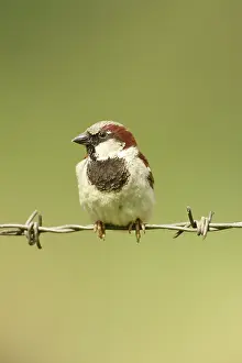 Rusenski: Spanish Sparrow