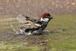 Splashing: Spanish Sparrow