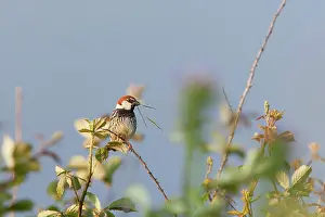 Hispaniolensis: Spanish Sparrow - adult male perching on undergrowth