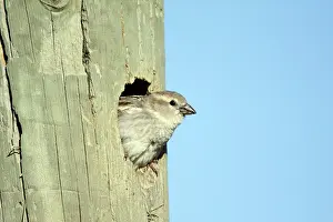 Telegraph: Spanish Sparrow - female emerging from nest in