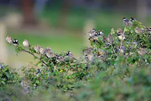 Hispaniolensis: Spanish Sparrow - flock, at bramble hedge roosting place